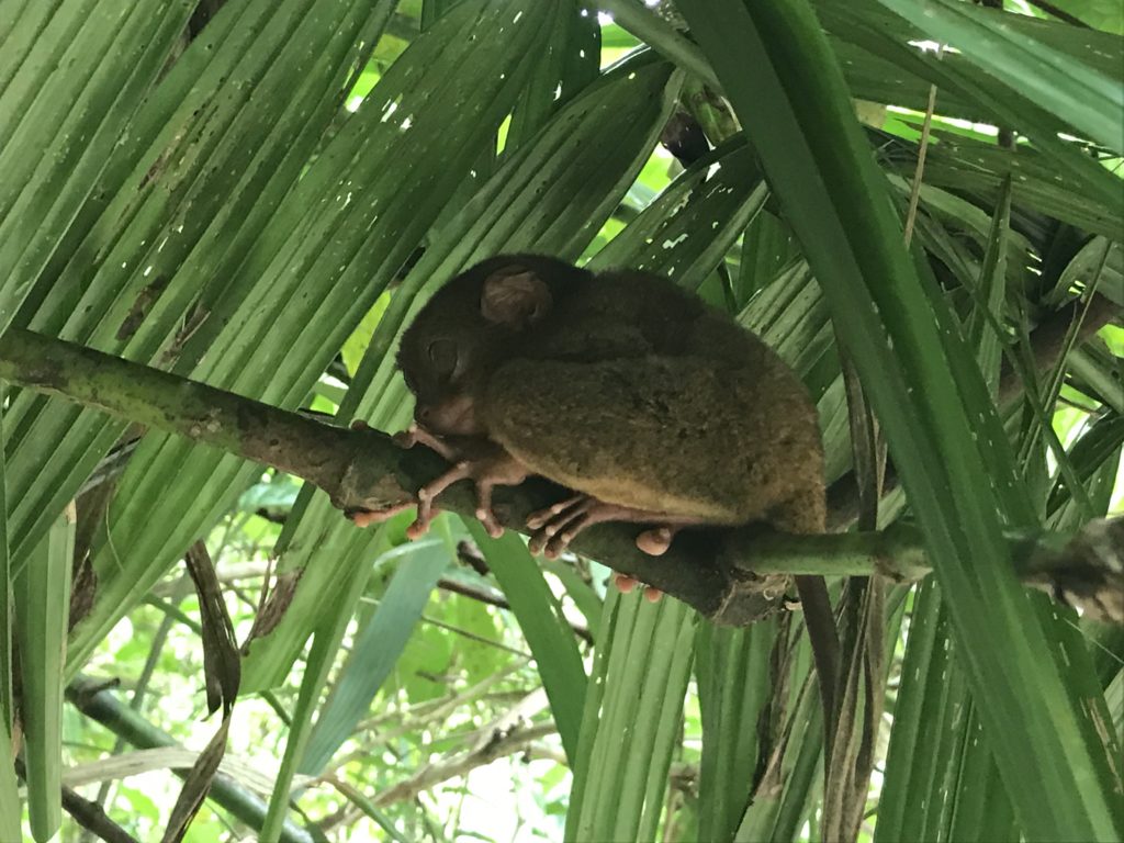 Tarsier Panglao Bohol